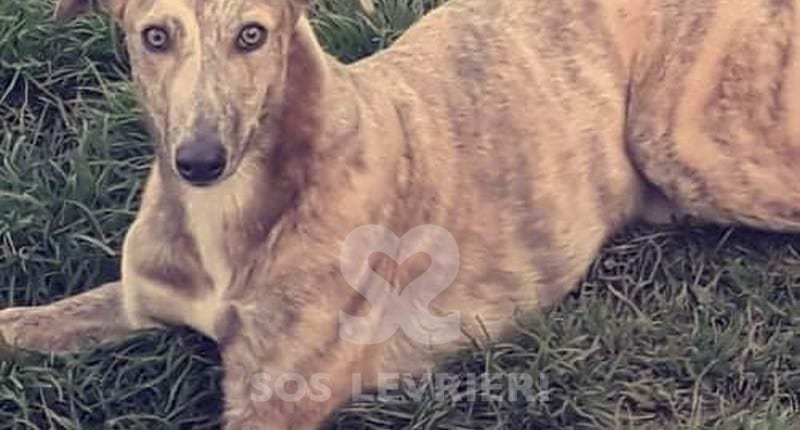 Thor Greyhound