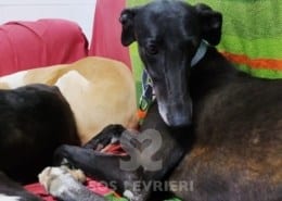 Tresor Galgo