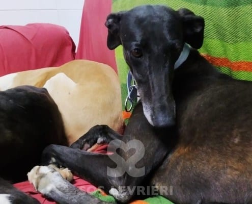 Tresor Galgo