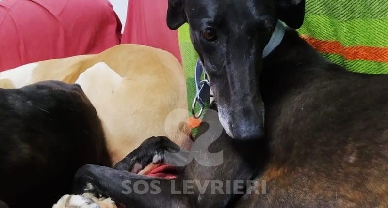Tresor Galgo