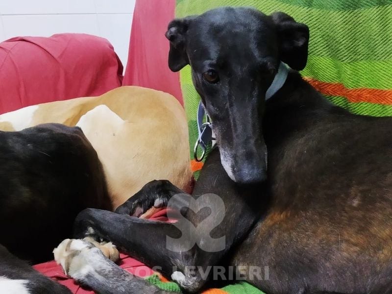 Tresor Galgo