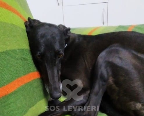 Tresor Galgo