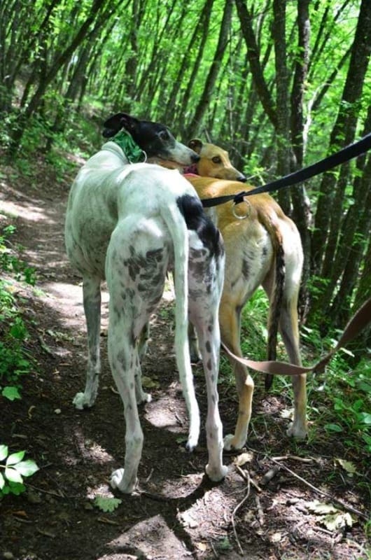 un-lato-b-di-tutto-rispetto