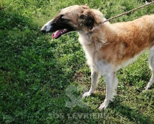 Aghlaya Borzoi