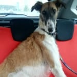 Aghlaya Borzoi