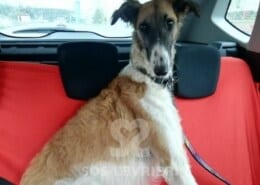 Aghlaya Borzoi