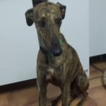 Ares Galgo