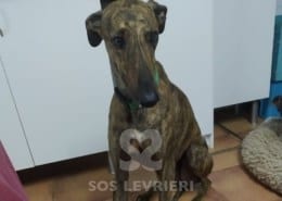Ares Galgo