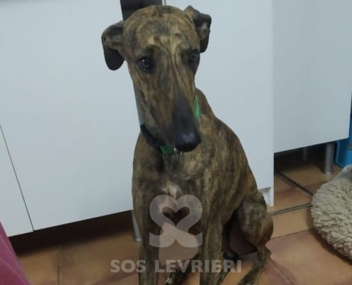 Ares Galgo