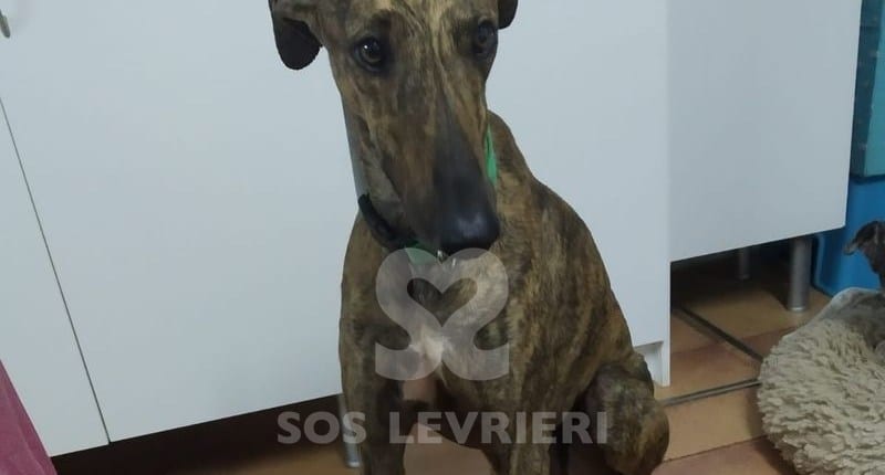 Ares Galgo