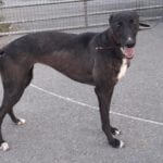 Bella Greyhound