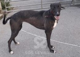 Bella Greyhound