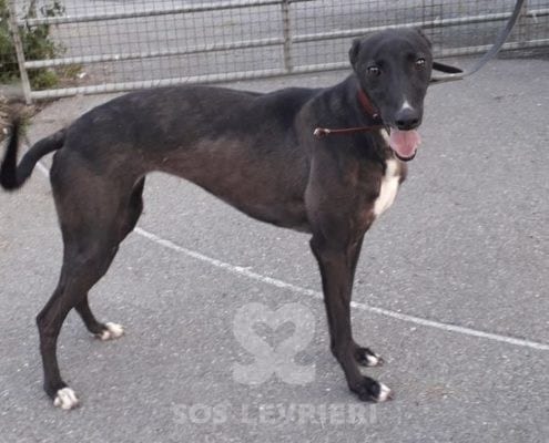 Bella Greyhound