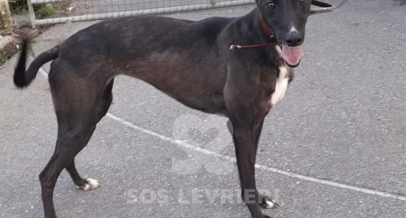 Bella Greyhound