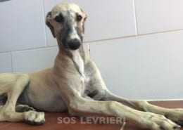 Charme Galgo