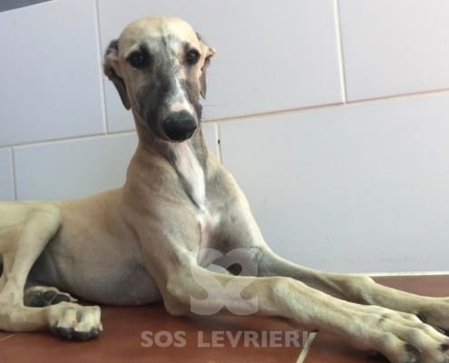 Charme Galgo