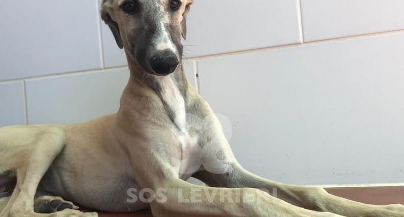 Charme Galgo
