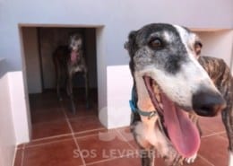 Cukebra 2 Galgo