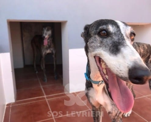 Cukebra 2 Galgo