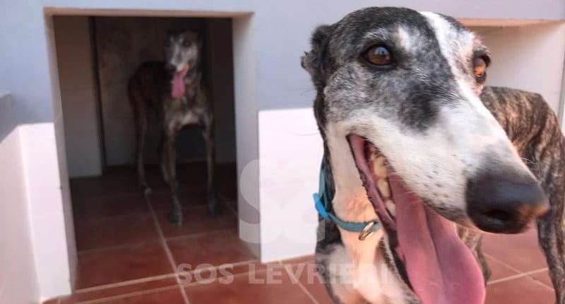Cukebra 2 Galgo