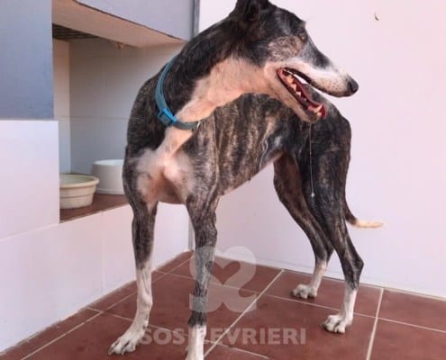 Cukebra 2 Galgo