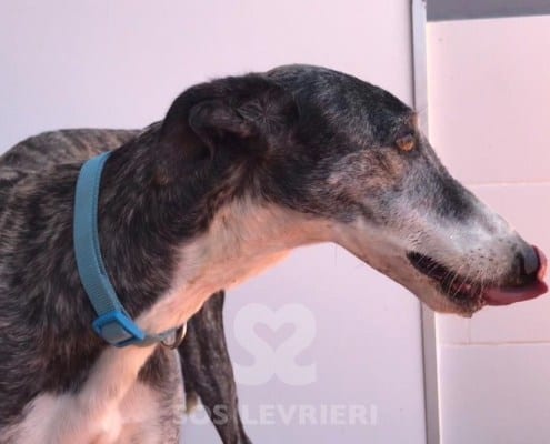 Cukebra 2 Galgo