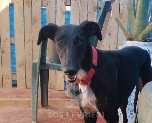 Demetra Galgo