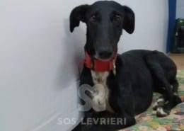 Demetra Galgo