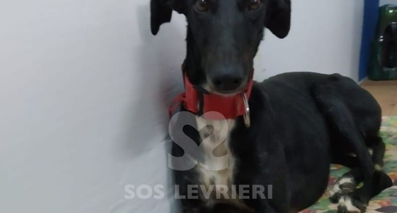 Demetra Galgo