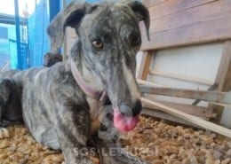 Elettra Galgo