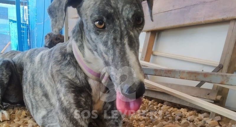 Elettra Galgo