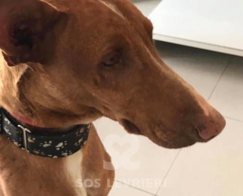 Felix Podenco