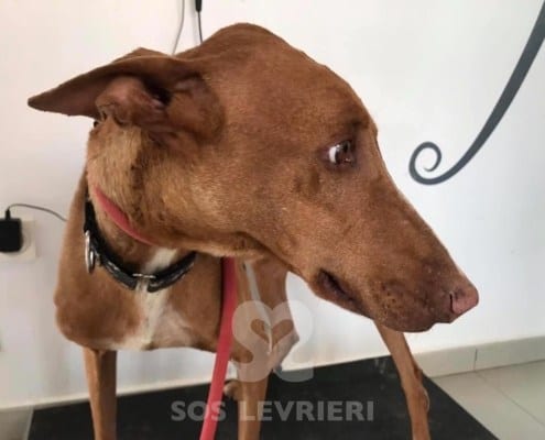 Felix Podenco