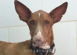 Felix Podenco