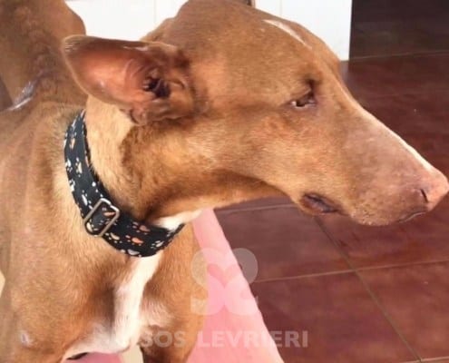 Felix Podenco