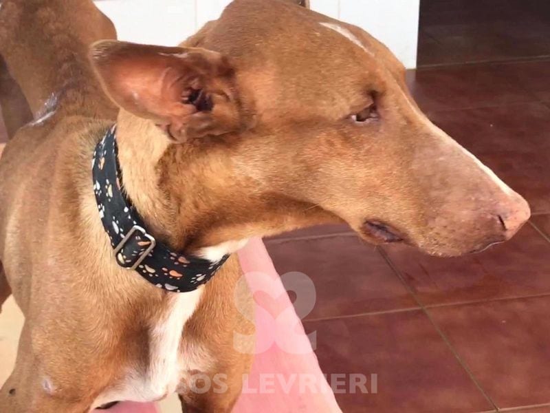 Felix Podenco
