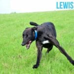 Lewis Greyhound