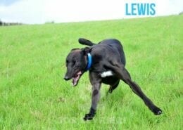 Lewis Greyhound