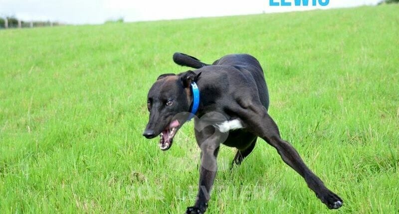 Lewis Greyhound