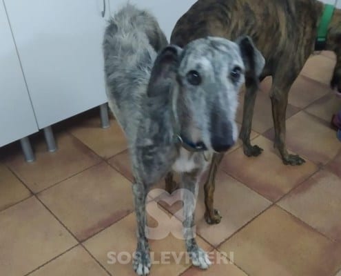 Mayra Galgo