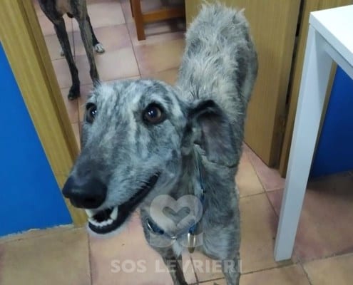 Mayra Galgo