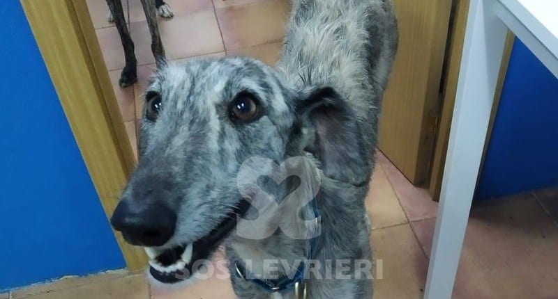 Mayra Galgo