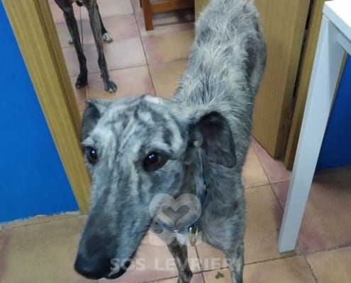 Ares Galgo