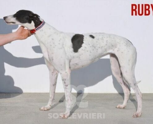 Ruby 2 Greyhound