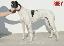Ruby 2 Greyhound