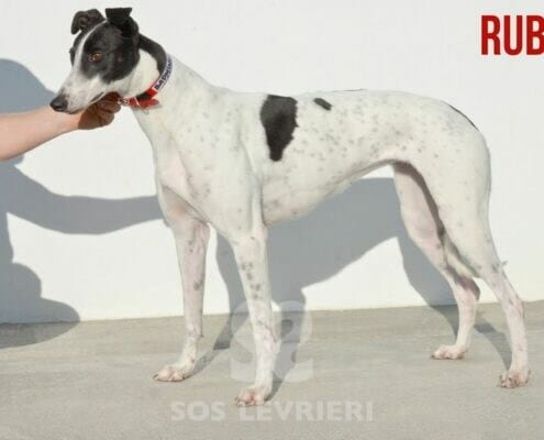 Ruby 2 Greyhound