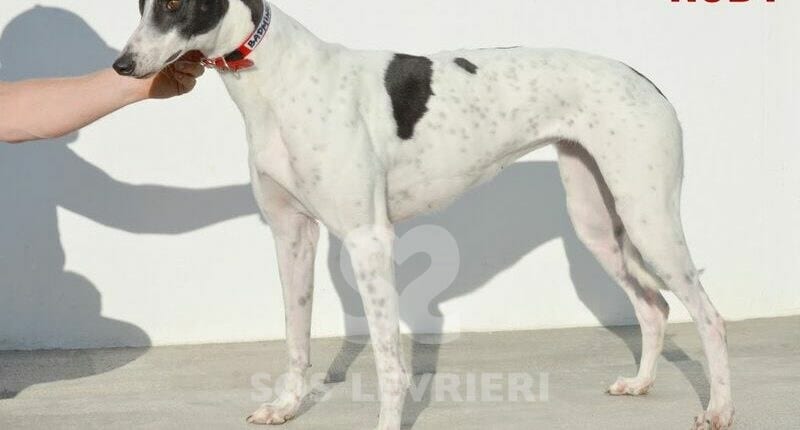 Ruby 2 Greyhound