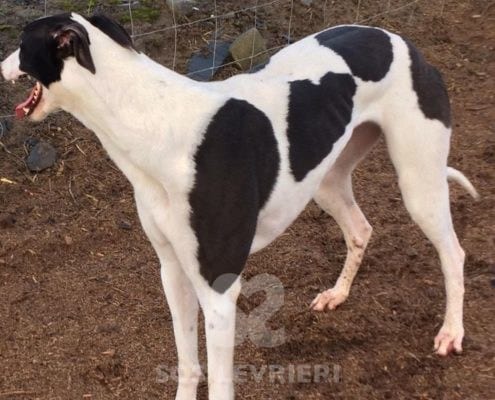 Sheila 2 Greyhound
