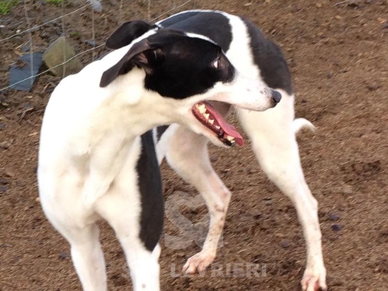 Sheila 2 Greyhound