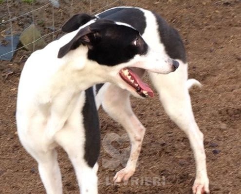 Sheila 2 Greyhound